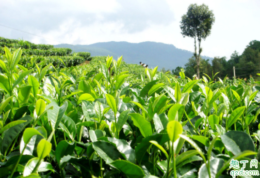 种植茶叶的自然条件是怎样的 种植茶叶什么土壤最合适1