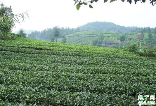 种植茶叶的自然条件是怎样的 种植茶叶什么土壤最合适2