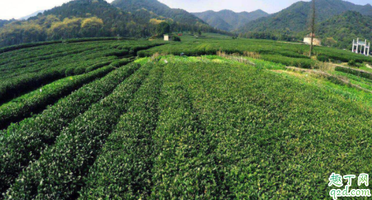 种植茶叶的自然条件是怎样的 种植茶叶什么土壤最合适3