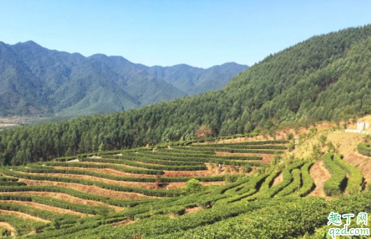 种植茶叶的自然条件是怎样的 种植茶叶什么土壤最合适4