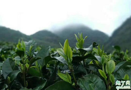 种植茶叶的自然条件是怎样的 种植茶叶什么土壤最合适5