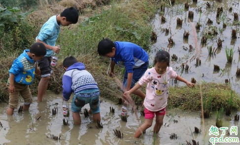 泥鳅对水稻的生长有什么好处 泥鳅影响水稻生长吗2