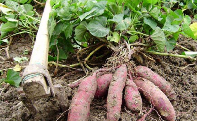 畸形红薯可以吃吗 如何避免种植畸形红薯