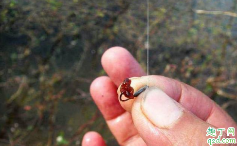鱼塘禁止用红虫钓鱼的原因有哪些 鱼塘里的红虫有没有危害2