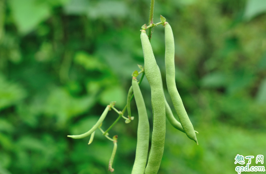 四季豆没熟中毒怎么办 怎么能避免吃四季豆中毒的发生1
