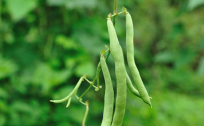 四季豆没熟中毒怎么办 怎么能避免吃四季豆中毒的发生