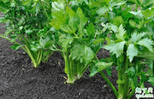 芹菜密集种植有什么好处 芹菜先育苗后移栽的方法2