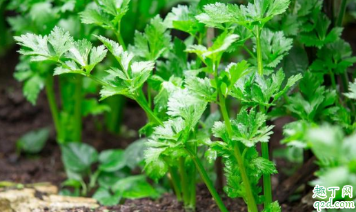 芹菜密集种植有什么好处 芹菜先育苗后移栽的方法3