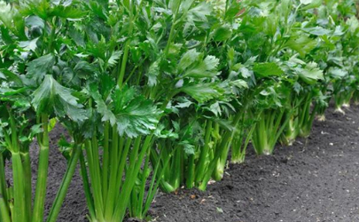 芹菜密集种植有什么好处 芹菜先育苗后移栽的方法