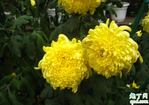 菊花|菊花定植用多大的花盆 玉米芯可以用来种花吗