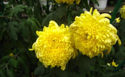 菊花定植用多大的花盆 玉米芯可以用来种花吗