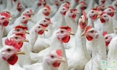 鸡|2020养鸡的前景怎么样 2020养鸡利润高不高行情预测
