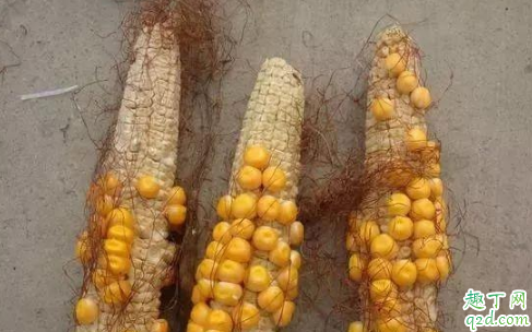 玉米秸秆青储存方法有哪些 玉米苗长得极差是什么原因3