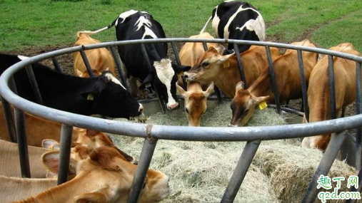 牛可以吃少量的尿素吗 为什么牛喜欢吃尿素2