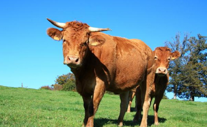 牛可以吃少量的尿素吗 为什么牛喜欢吃尿素