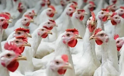 2020养鸡的前景怎么样 2020养鸡利润高不高行情预测