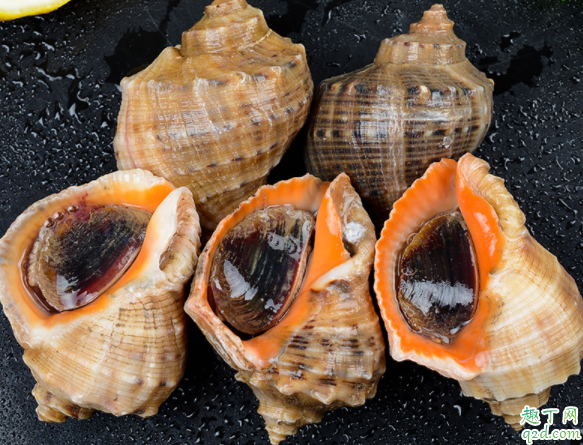 海螺|海螺可不可以吃 怎么挑新鲜的海螺