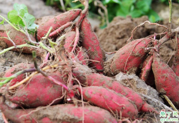 无公害的红薯怎么种 种红薯需要翻藤还是提藤好1