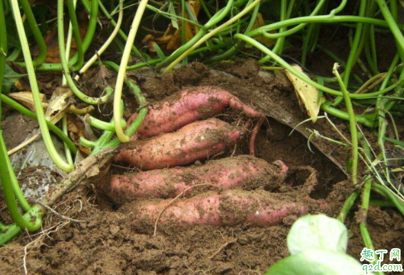 无公害的红薯怎么种 种红薯需要翻藤还是提藤好3