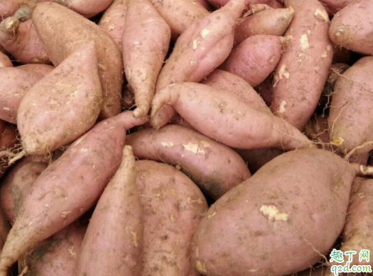 怎么种红薯才能长得大 红薯怎么种才结薯多3