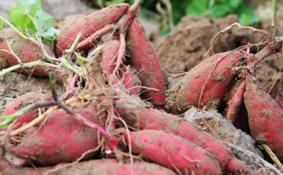 无公害的红薯怎么种 种红薯需要翻藤还是提藤好