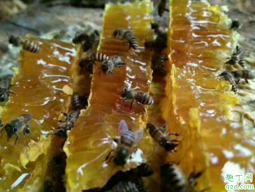 土蜂蜜是什么蜜 真正的土蜂蜜怎么鉴别4