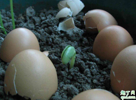 鸡蛋壳可以直接放花盆里吗 鸡蛋清可以当花肥吗2