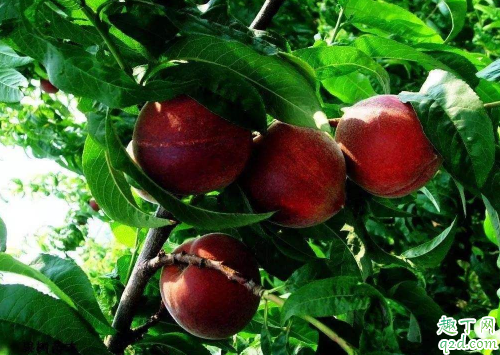 桃树适合与其它果树混种吗 桃树怎么种结果快1