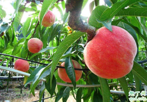 桃树适合与其它果树混种吗 桃树怎么种结果快2