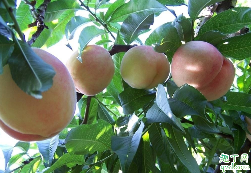 桃树适合与其它果树混种吗 桃树怎么种结果快3