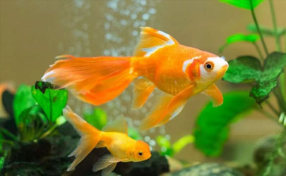 金鱼为什么在家里老养不活 初次养鱼需要注意什么
