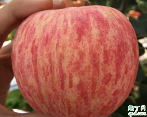 片红苹果与条红苹果哪个营养高 片红苹果和条红苹果怎么选择3