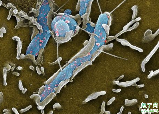有幽门螺杆菌感染能不能喝酒 蜂蜜水对幽门螺杆菌有效不