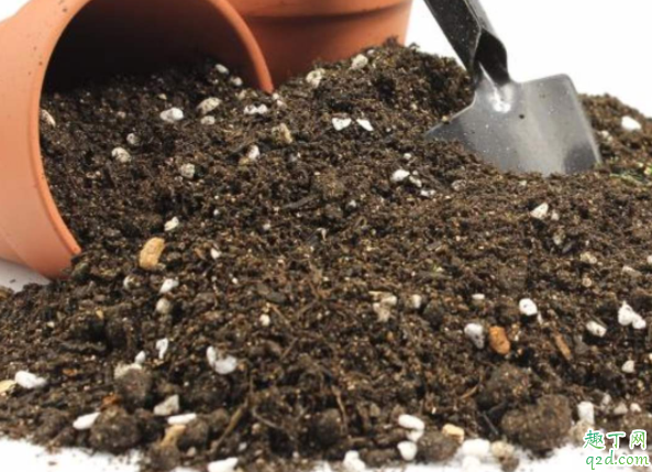 花盆土板结怎么松土 土壤板结和化肥有关吗3