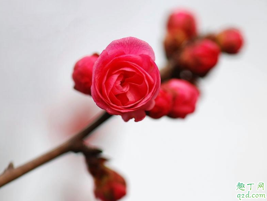 盆栽红梅浇水浇多少合适 红梅花期是什么时候1