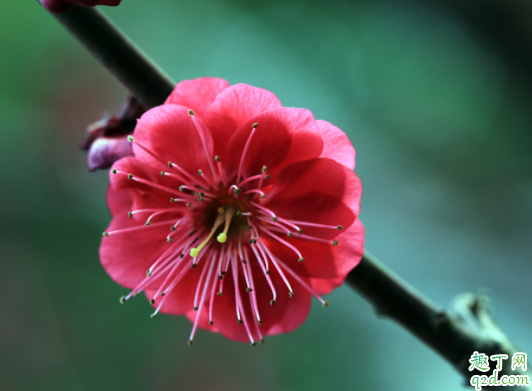 盆栽红梅浇水浇多少合适 红梅花期是什么时候4