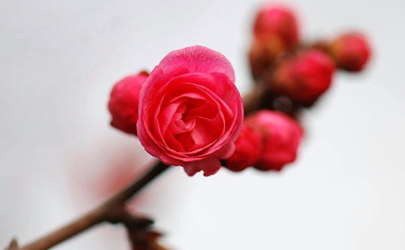 盆栽红梅浇水浇多少合适 红梅花期是什么时候