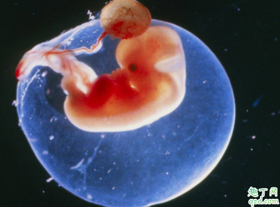 有卵黄囊就一定会有胎心胎芽吗 卵黄囊什么时候能看到2