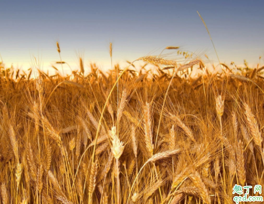 2020农历秋分是哪一天 秋分麦子正当时出自哪里4