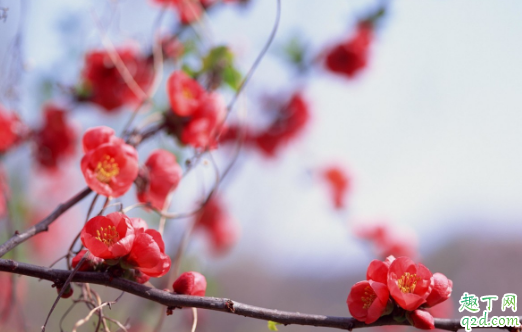 日本海棠几月开始长花蕾 日本海棠怎样养花开得快3