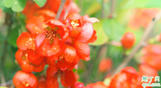 日本海棠|日本海棠几月开始长花蕾 日本海棠怎样养花开得快