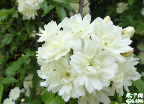 什么時候種木香花能成活 木香花的花期有多久3