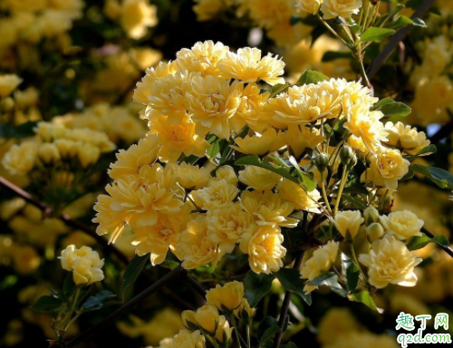 什么時候種木香花能成活 木香花的花期有多久4