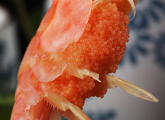 冰虾虾籽有小黑点还能吃吗 冰虾虾籽胆固醇高不高3