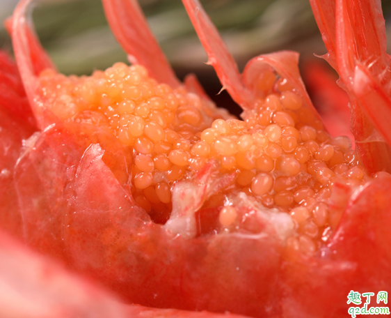 冰虾能放多长时间 冰虾怎么保存才新鲜2
