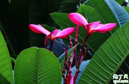 素馨花好養(yǎng)活嗎 素馨花怎樣養(yǎng)花開旺盛2