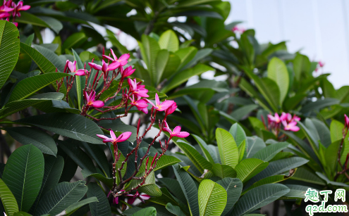 素馨花好養(yǎng)活嗎 素馨花怎樣養(yǎng)花開旺盛3