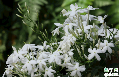 素馨花好養(yǎng)活嗎 素馨花怎樣養(yǎng)花開旺盛1