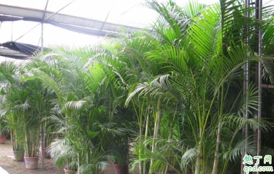 散尾竹和散尾葵是一种植物吗 种散尾葵一般用什么土3