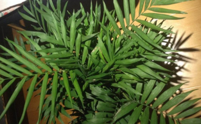 散尾竹和散尾葵是一种植物吗 种散尾葵一般用什么土